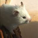 Hogstedt